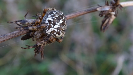 Spider