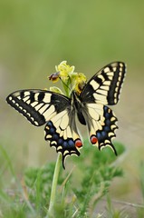 Beautiful Swallowtail a flower