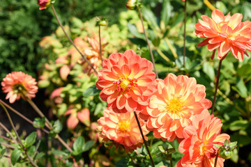 Orange Herbstdahlien im Garten