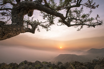 sunrise from a trees prespective