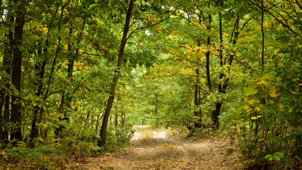 Road in forest in early Autumn