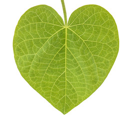 ivy leaf (heart figure)