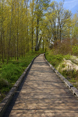 a picture of an Pacific Northwest forest trail