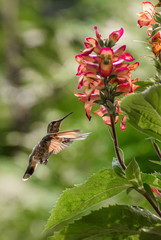 Hummingbird Orange Wings 8718