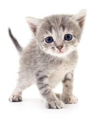 Obraz premium Small gray kitten.