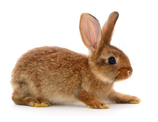 Brown rabbit on white.