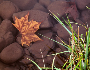 Leaf in the Mountain Fork River