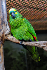 Blue Fronted Amazon