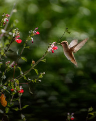 Hummingbird 6247