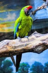 Buffon Macaw 2