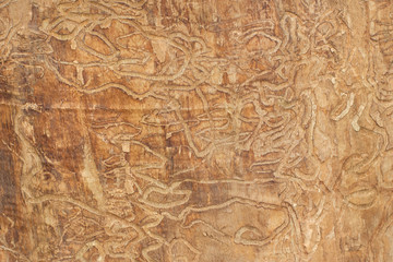 Fototapeta na wymiar Worn wood surface