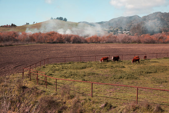 Cow grazing in field against smoke