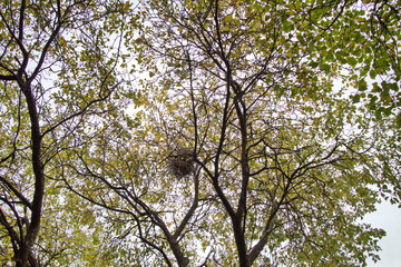 Fototapeta premium tree with a nest