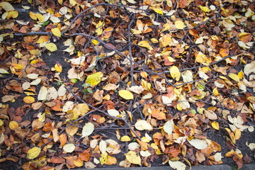 fallen leaves on the ground