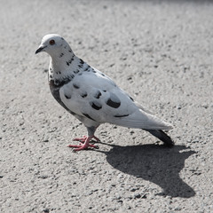 White Pigeon