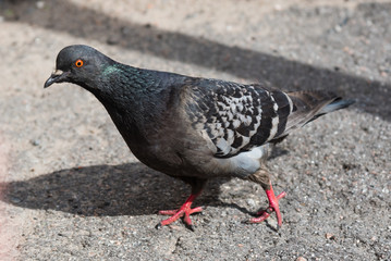 Pigeon