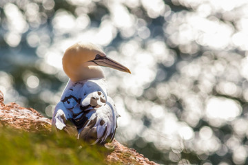 Northern gannet