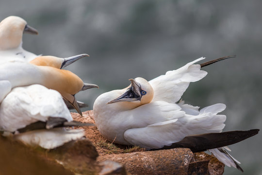 Northern Gannet