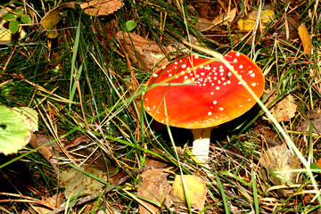 Fly agaric, Amanita muscaria poisonous fungus with red cap in forest