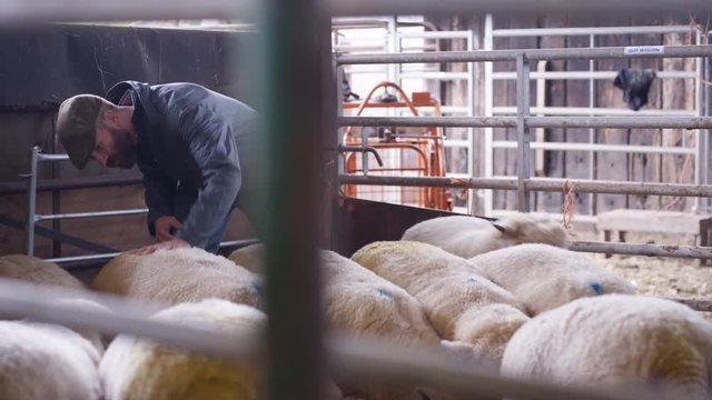  Farmer taking care of flock of sheep in interior of farm building