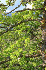 foliage and branch of downy oak or pubescent oak tree in spring, Quercus pubescens