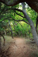 Forest Path