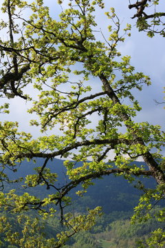 foliage and branch of downy oak or pubescent oak tree in spring, Quercus pubescens