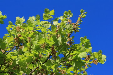 foliage and branch of downy oak or pubescent oak tree in spring, Quercus pubescens