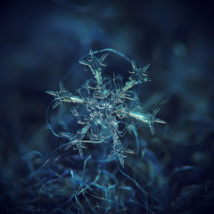 Real snowflake at high magnification. Macro photo of stellar dendrite snow crystal with complex,...