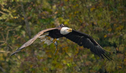 Transponder Eagle in Flight
