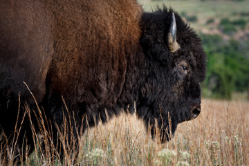 Fototapeta premium Buffalo Portrait