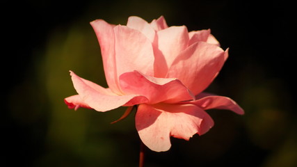 Rosa colore rosa pastello su sfondo sfocato