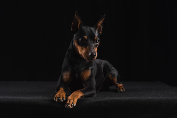 Zwergpinscher on black background. Portrait of a dog. Dog lies and looks away.