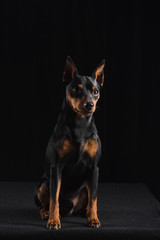 Zwergpinscher on black background. Dog sits and looks aside