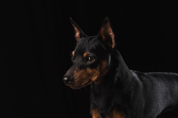 Zwergpinscher on black background. Close up portrait of a young dog.