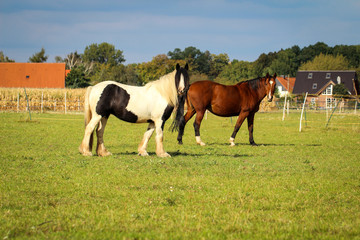 Pferd, Pferde auf Koppel 