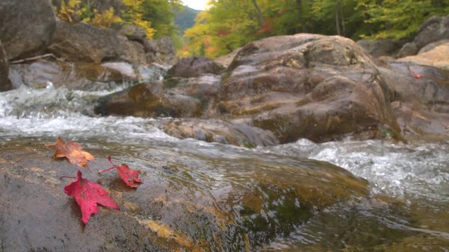 CLOSE UP: Red autumn leaf lying on wet mossy stone in rocky riverbed of crystal clear mountain stream. Mountain brook splashing over pebble rocks forming small waterfalls. Gorgeous fall foliage forest