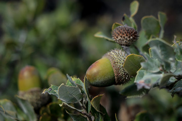 Oak branch with green leaves and acorns on a sunny day