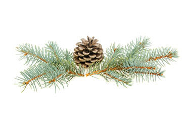 Spruce spruce and pine cone isolated on white background