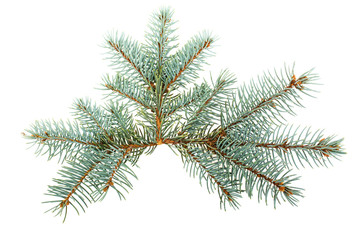 Spruce spruce isolated on white background