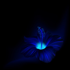 Black background with glowing hibiscus flower.