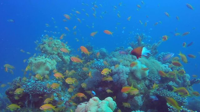 Red Sea Coral and Colorful Fishes. Picture of beautiful underwater colorful fishes scalefin anthias fish in the tropical reef of the Red Sea, Dahab, Egypt.
