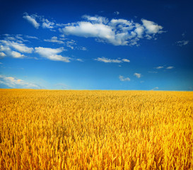 Naklejka premium Wheat field against a blue sky