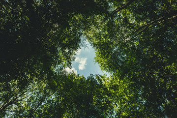 Natural window of the forest. Natural background. A frame of dense greenery of tall trees formed a triangle or heart against a blue sky with clouds. Sunny summer day.Sky and trees.