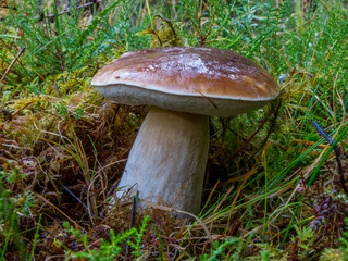 Boletus Edulus on forest floor.