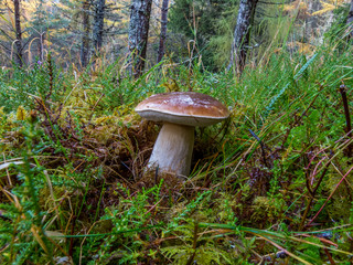 Boletus Edulus on forest floor.