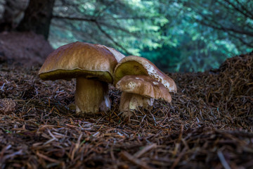 Boletus Edulus group on forest floor.