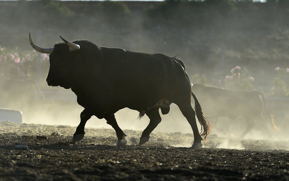 toro