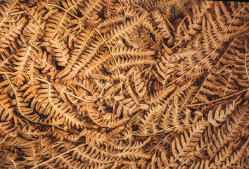 Pattern of autemn dry leaves. Background of old fern bush leaf in forest