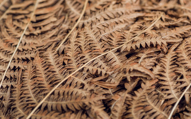 Abstract pattern of autemn dry leaves. Background of old fern bush leaf in forest